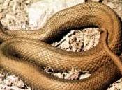 vipera: unico serpente velenoso presente Italia