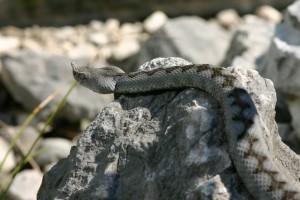 La vipera: unico serpente velenoso presente in Italia