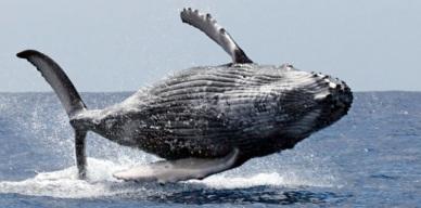 balena megattera