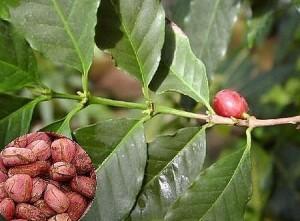 Noce di cola un utile rimedio naturale antifatica