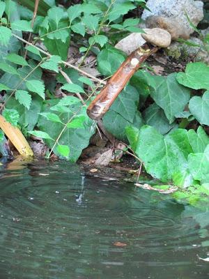 Lo stagno delle rane (e delle carpe)