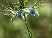 Nigella
