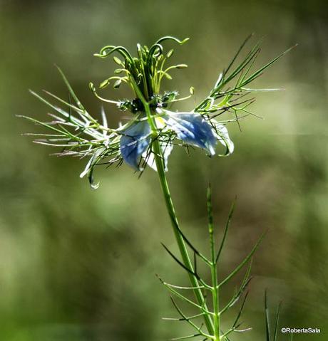 Nigella