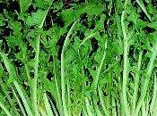 Tarassaco sotto coperta