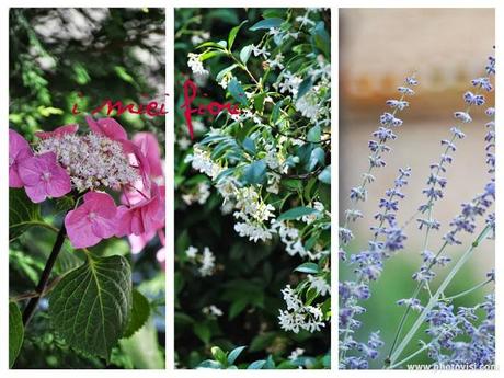 Le produzioni del mio orto e del mio giardino