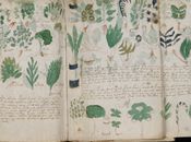 Voynich, manoscritto mistero, esperti codice