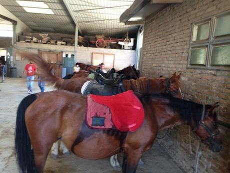 L’agriturismo Ca’ Marina di Savio e la mia prima escursione a cavallo