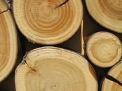 Sviluppo delle biomasse base legno Asia