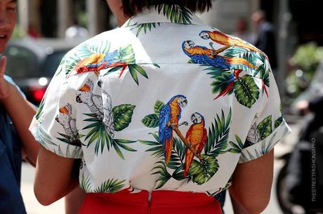 In the Street...Parrots, Toucans and Tropics, Milan & Florence