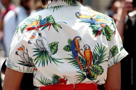 In the Street...Parrots, Toucans and Tropics, Milan & Florence