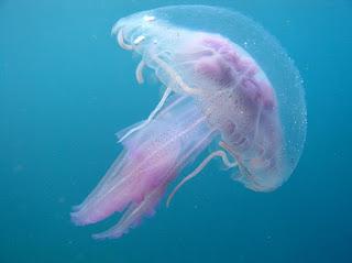 Mare 2013: ecco le meduse più diffuse (ma non sempre pericolose)