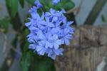 Plumbago ‘Bleu Foncé’ e Clematis ‘Justa’, carrellata