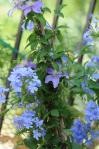 Plumbago ‘Bleu Foncé’ e Clematis ‘Justa’, carrellata