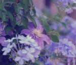 Plumbago ‘Bleu Foncé’ Clematis ‘Justa’, carrellata