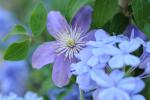 Plumbago ‘Bleu Foncé’ e Clematis ‘Justa’, carrellata