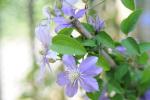 Plumbago ‘Bleu Foncé’ e Clematis ‘Justa’, carrellata