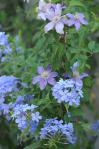 Plumbago ‘Bleu Foncé’ e Clematis ‘Justa’, carrellata