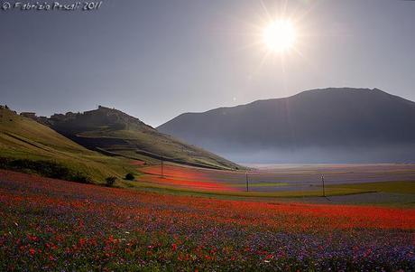 la fiorita in Castelluccio