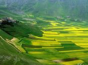 fiorita Castelluccio