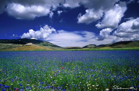 la fiorita in Castelluccio