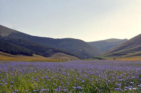 la fiorita in Castelluccio