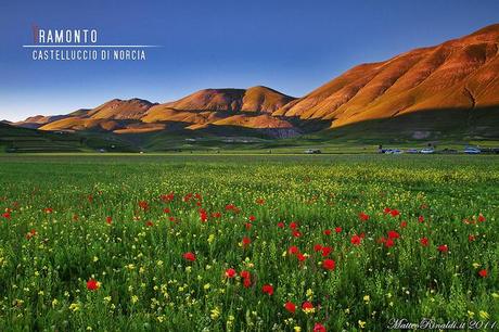 la fiorita in Castelluccio