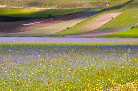 la fiorita in Castelluccio