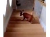 cane sale scale contrario (Video)