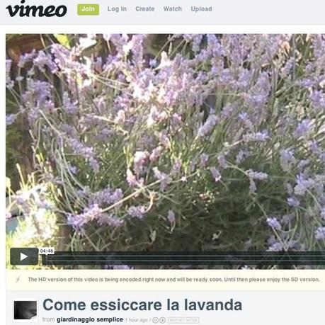 essiccare la lavanda