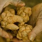 Pseudo Ginseng Market, Yunnan.