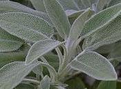 Salvia come perché funziona antispastico.