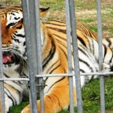 Mauro Lageard sbranato dalle tigri al parco Martinat di Pinerolo 