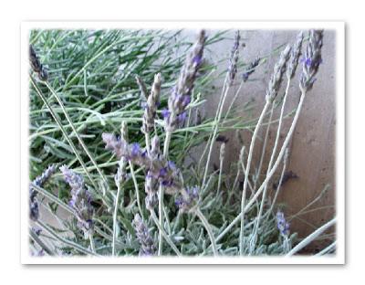 Lavanda