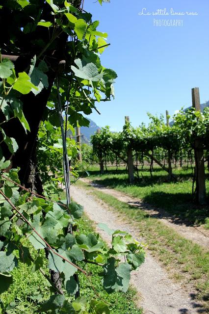 Weekend in love passeggiando tra i vigneti