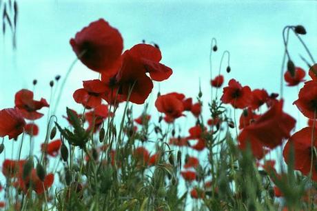 Poppies su Agfa Vista: e il cielo ti sorprende.