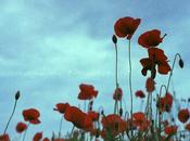 Poppies Agfa Vista: cielo sorprende.