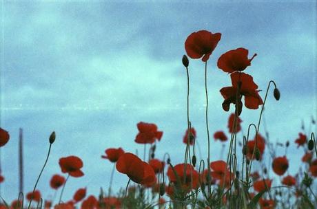 Poppies su Agfa Vista: e il cielo ti sorprende.
