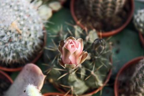 La tranquilla vita dei Cactus II
