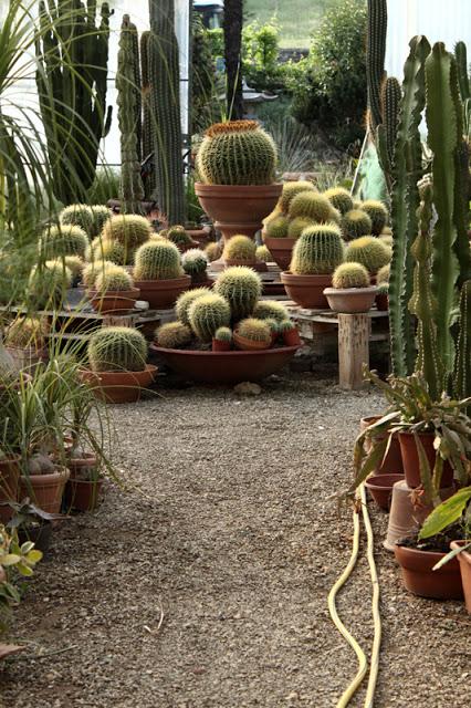 La tranquilla vita dei Cactus II