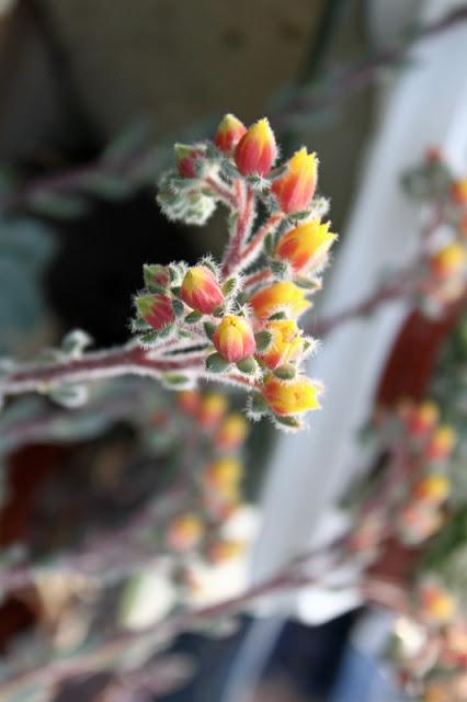 La tranquilla vita dei Cactus II