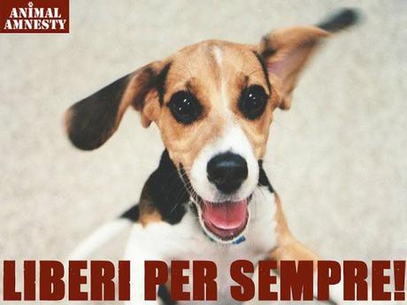 Liberi per sempre i beagles di Green Hill