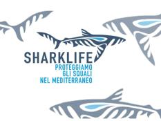 shark_life_pp-2