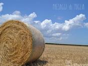 Puglia: Popolo Formiche