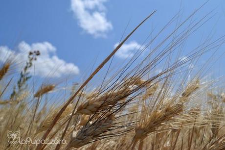 La Puglia: un Popolo di Formiche