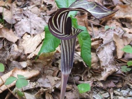 Jack in The Pulpit - Collezione 2014 di Giuliana Mancinelli Bonafaccia