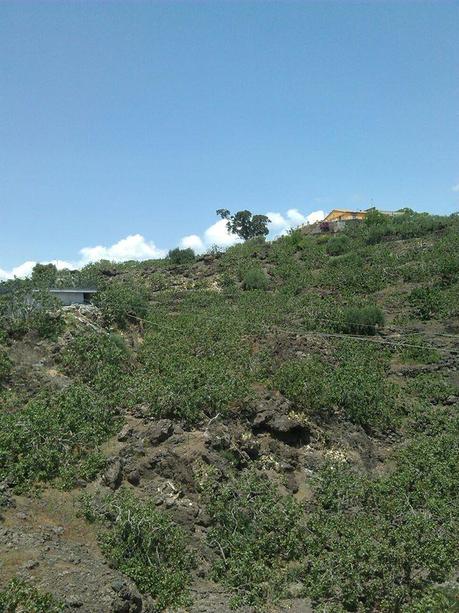 Facendo dei vivai di scornabecchi…Il Pistacchio verde di Bronte DOP e l’Etna DOC ERSE