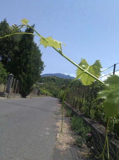 Facendo dei vivai di scornabecchi…Il Pistacchio verde di Bronte DOP e l’Etna DOC ERSE