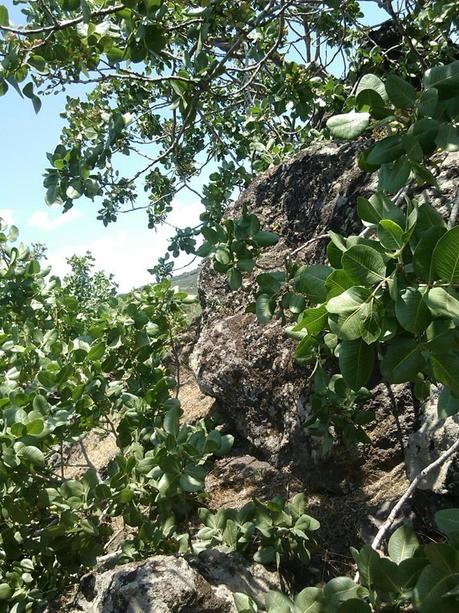 Facendo dei vivai di scornabecchi…Il Pistacchio verde di Bronte DOP e l’Etna DOC ERSE