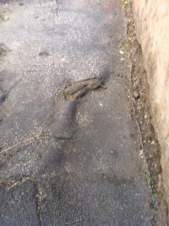 Sembrano sculture di un abile artista plastico, sono solo i marciapiedi di San Lorenzo