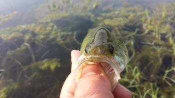 Bass preso in una cava vicino a Milano